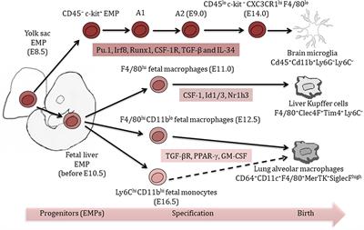 Understanding the Origin and Diversity of Macrophages to Tailor Their Targeting in Solid Cancers